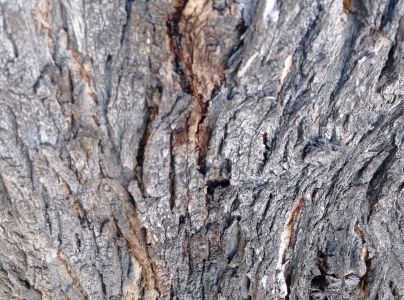 Po&scaron;vovec stromov&yacute;