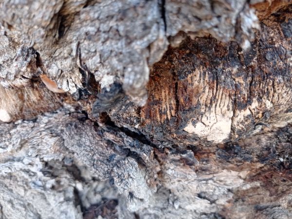 Po&scaron;vovec stromov&yacute;