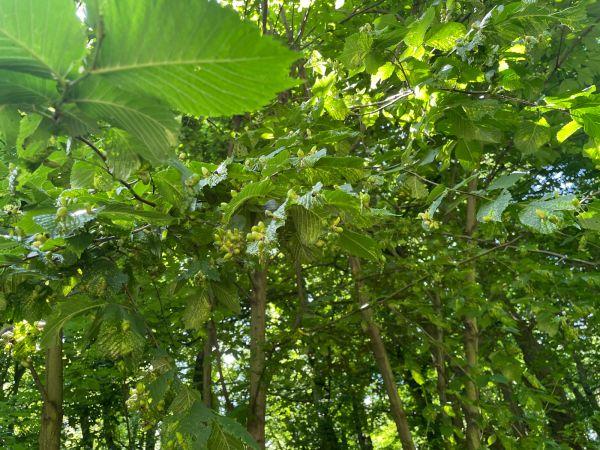 Vlnačka hladk&aacute;