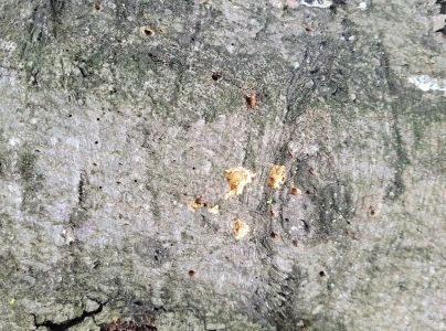 Lykožr&uacute;t bukov&yacute;