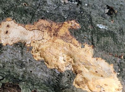 Lykožr&uacute;t bukov&yacute;