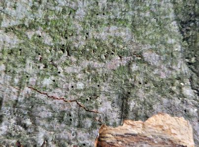 Lykožr&uacute;t bukov&yacute;