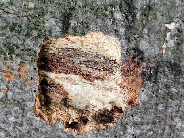 Lykožr&uacute;t bukov&yacute;