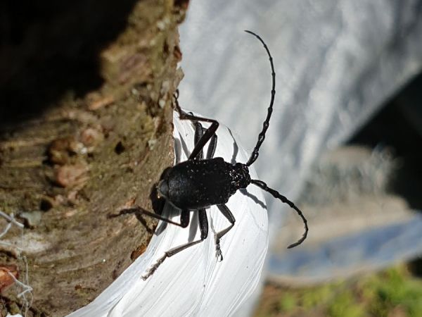 Fuz&aacute;č bukov&yacute;