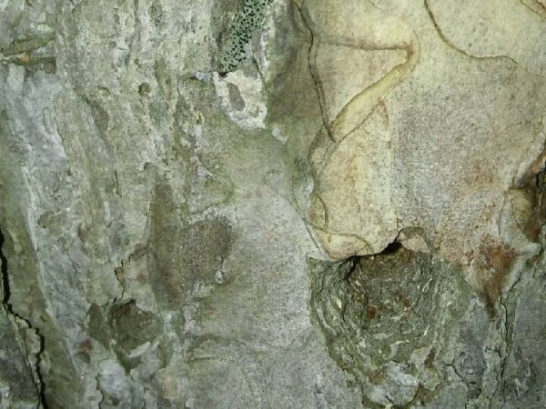 A - nejednoznačne určen&yacute;, nie sme si ist&iacute;