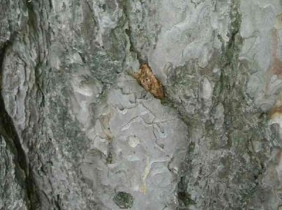 A - nejednoznačne určen&yacute;, nie sme si ist&iacute;