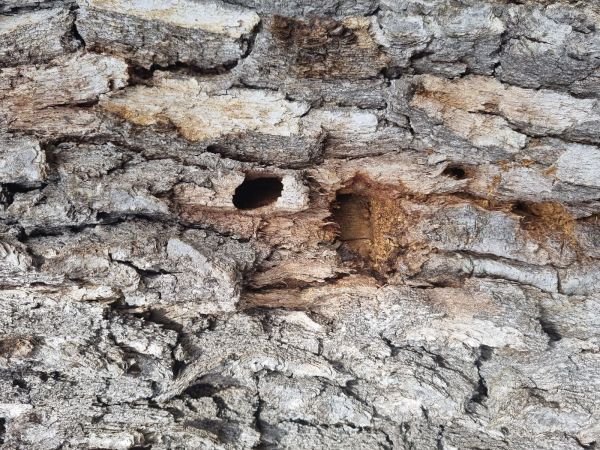 Fuz&aacute;č veľk&yacute;