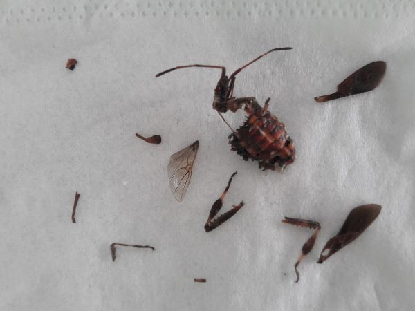 Obrubnica americk&aacute;