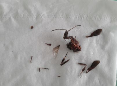 Obrubnica americk&aacute;