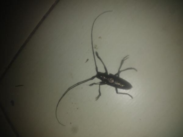 Vrz&uacute;nik pralesov&yacute;