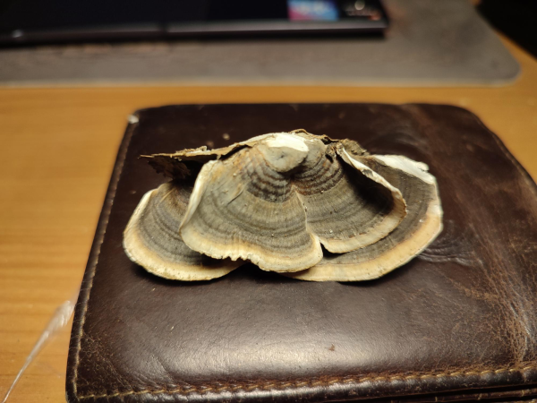 Tr&uacute;dnikovec pestr&yacute;