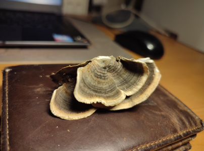 Tr&uacute;dnikovec pestr&yacute;