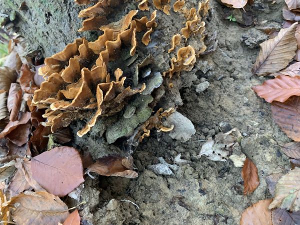 Pevn&iacute;k chlpat&yacute;