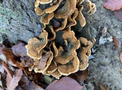 Pevn&iacute;k chlpat&yacute;