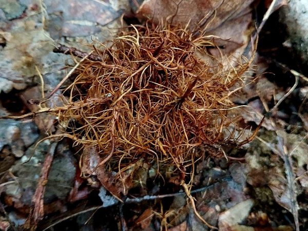 Hrčiarka Andricus caputmedusae