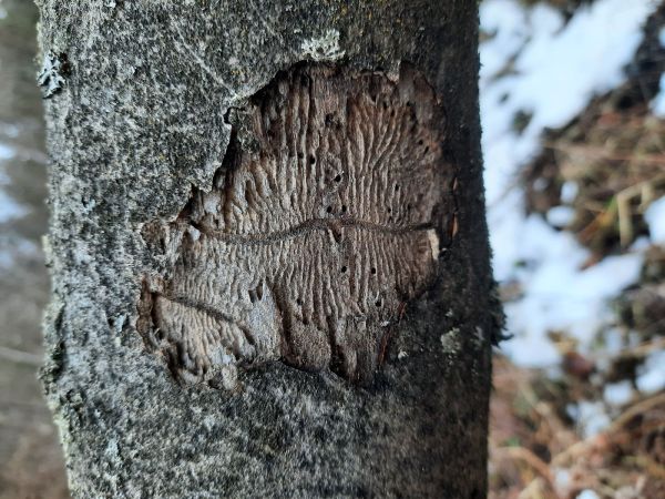 Lykokaz jaseňov&yacute;