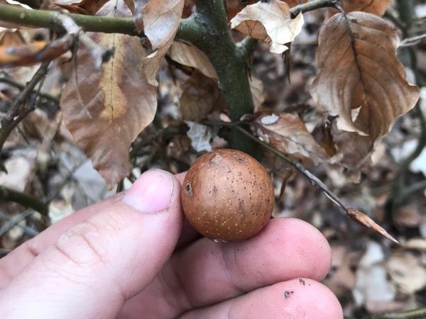 Hrčiarka listov&aacute;