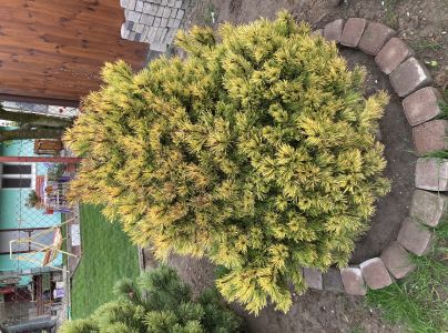 A - nejednoznačne určen&yacute;, nie sme si ist&iacute;