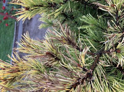 A - nejednoznačne určen&yacute;, nie sme si ist&iacute;