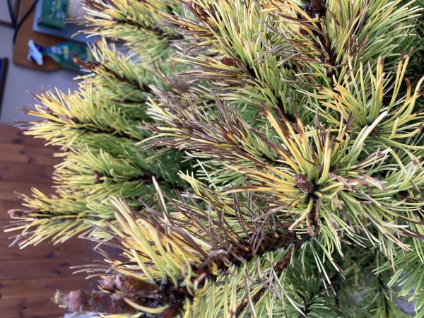 A - nejednoznačne určen&yacute;, nie sme si ist&iacute;