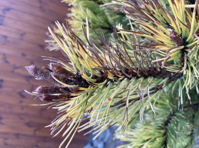 A - nejednoznačne určen&yacute;, nie sme si ist&iacute;