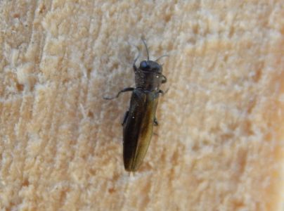 Krasoň Agrilus suvorovi populneus 