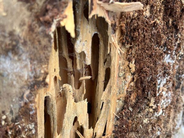 Mravce rodu Camponotus