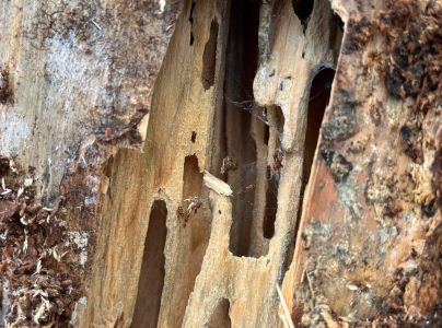 Mravce rodu Camponotus