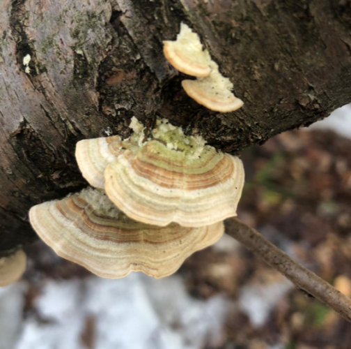 Sára Babinčáková