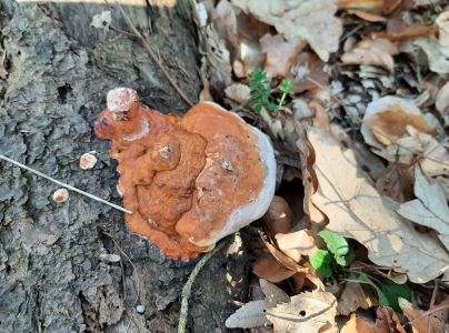 Pr&aacute;chnovček p&aacute;sikav&yacute; 