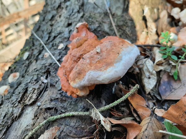 Pr&aacute;chnovček p&aacute;sikav&yacute; 