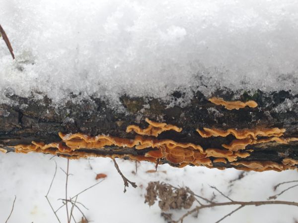 Pevn&iacute;k chlpat&yacute;