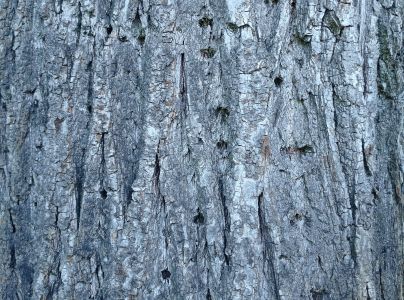 A - nejednoznačne určen&yacute;, nie sme si ist&iacute;