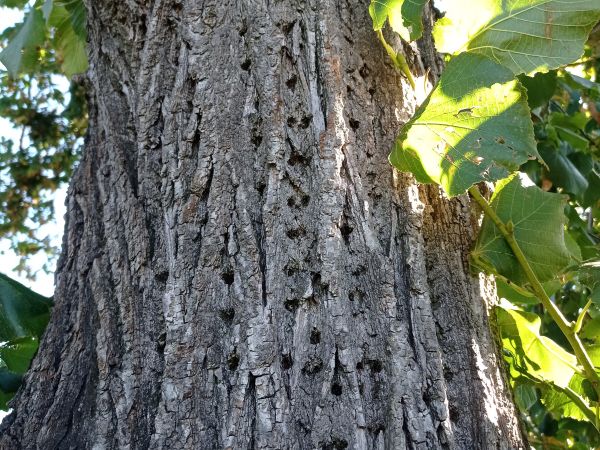 A - nejednoznačne určen&yacute;, nie sme si ist&iacute;