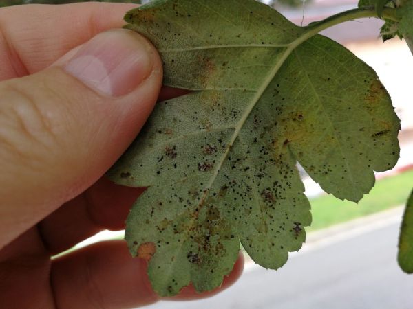 Sietnička dubov&aacute;