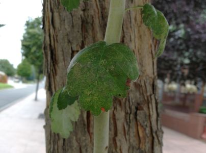 Sietnička dubov&aacute;