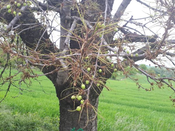 Mn&iacute;&scaron;ka zlatoritka