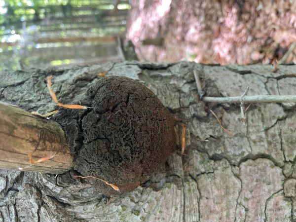 A - nejednoznačne určen&yacute;, nie sme si ist&iacute;