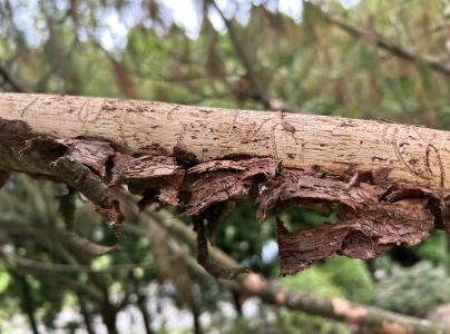 Lykožr&uacute;t leskl&yacute; 