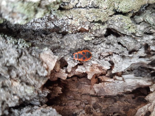 Cifru&scaron;a bezkr&iacute;dla 