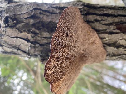 Sieťkovček červenkast&yacute;