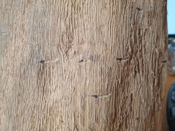 Podk&ocirc;rnik dubov&yacute;