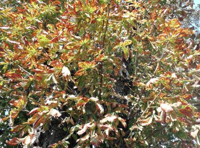 Plosk&aacute;čik paga&scaron;tanov&yacute;