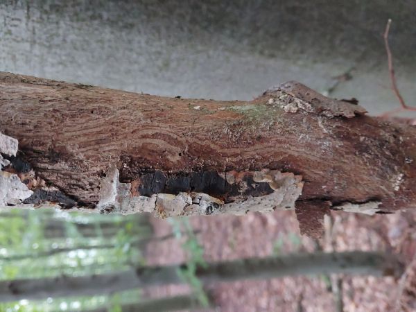 Krasoň zelenkast&yacute;