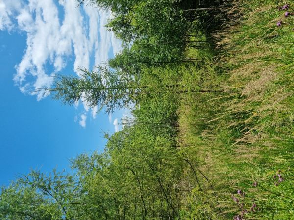 K&ocirc;rovnica zelen&aacute;