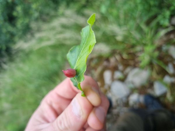 Byľomor bukov&yacute;