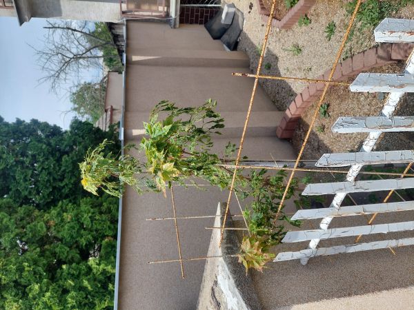 A - nejednoznačne určen&yacute;, nie sme si ist&iacute;