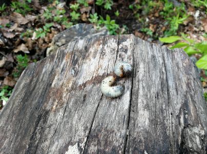 Roh&aacute;č obyčajn&yacute; 