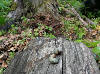 Roh&aacute;č obyčajn&yacute; 