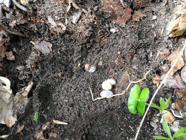 Roh&aacute;č obyčajn&yacute; 